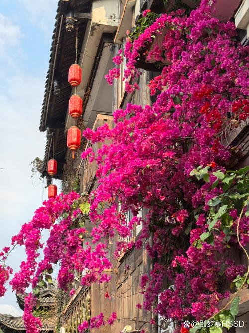 丽江古城青石板小巷三角梅景观