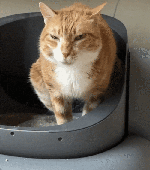 橘猫蹲在陶瓷水盆前闻一闻扭头就走的实拍图