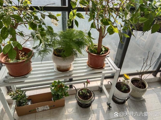 这些情况，赶紧把绿植挪走
