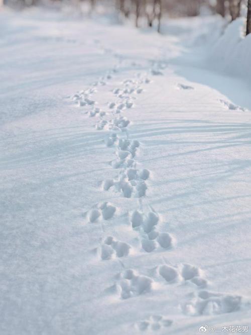雪地野兔在深雪中高速跳跃留下清晰足迹