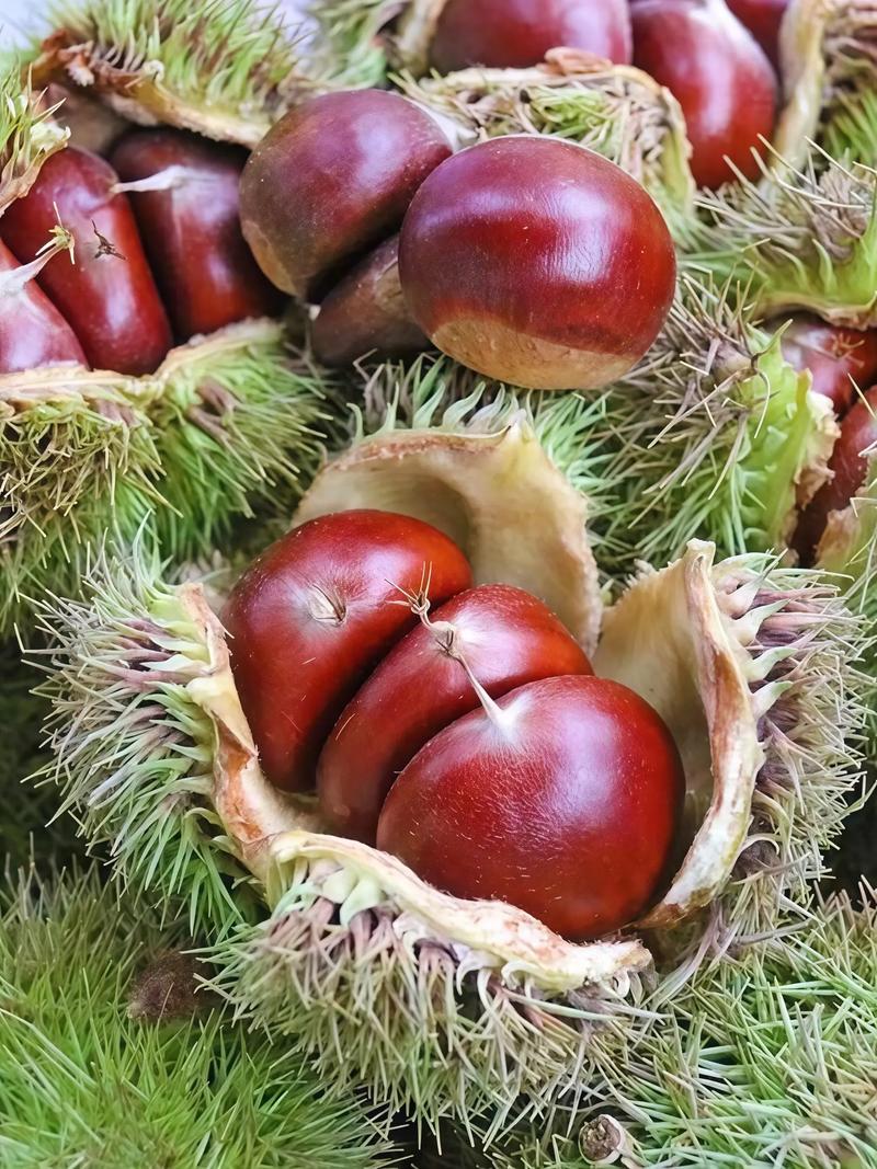 新鲜生栗子尾部绒毛清晰特写