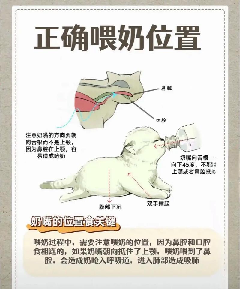 宠物定时喂养方法示意图