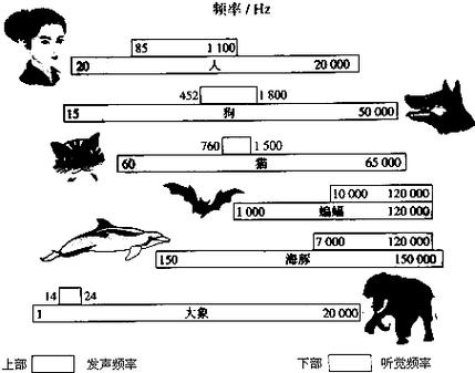 宠物和人类听觉频率范围对比示意图