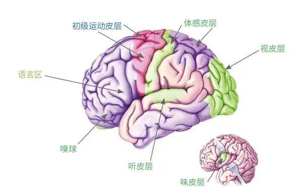 分析瘫痪 选择超载 大脑示意图