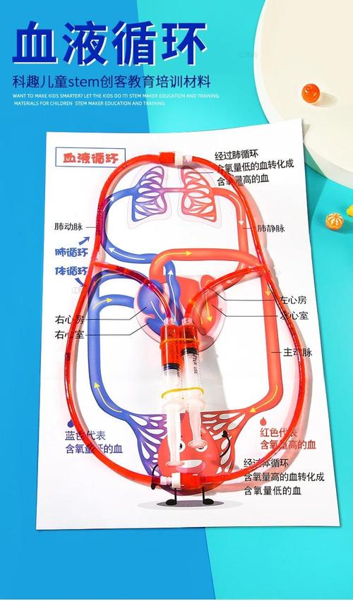 亲子在家做人体血液循环手工场景