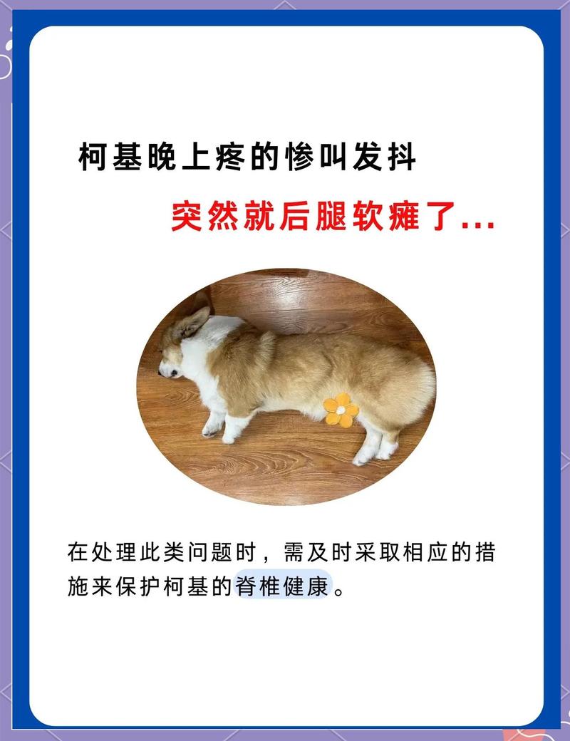 柯基患关节炎后腿无力站立实拍