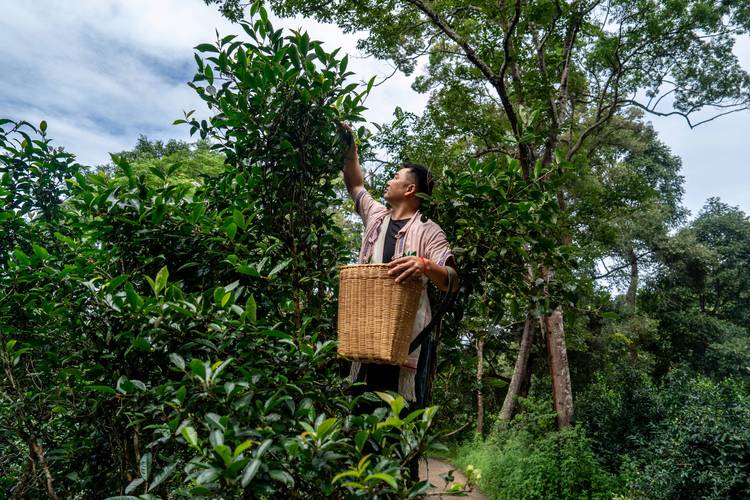 西双版纳古普洱茶山采茶场景