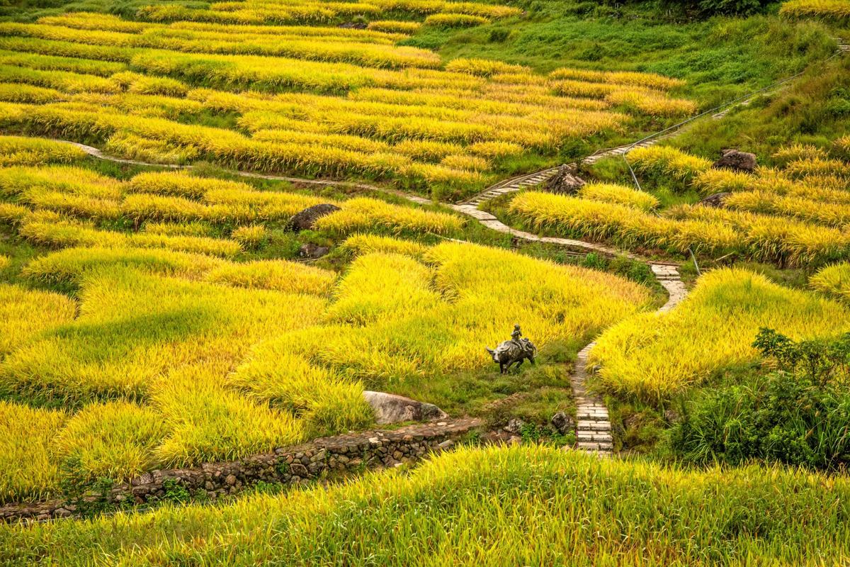 清晨梯田稻浪上露珠闪烁远景层叠