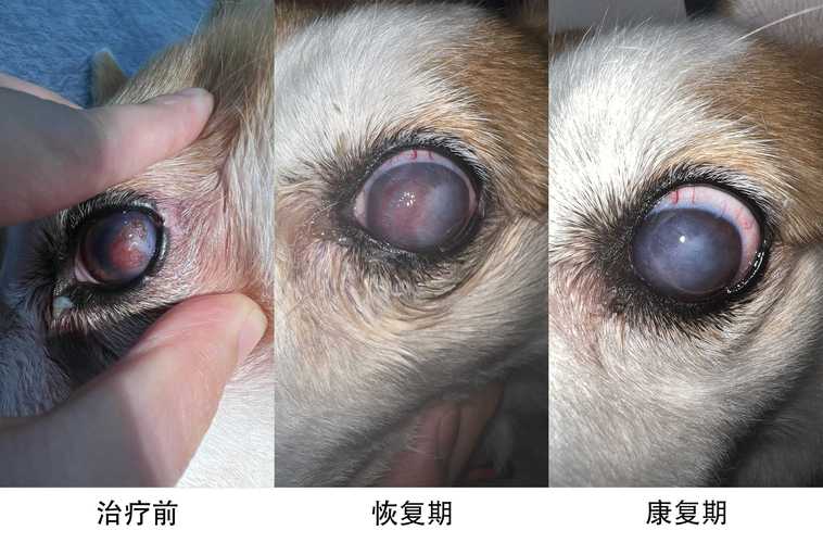 宠物正常与异常眼部分泌物对比图