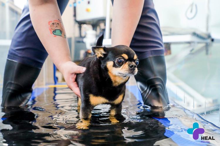 患犬髋关节发育不良狗狗水中康复训练场景