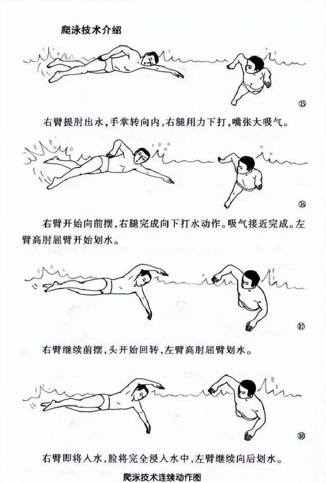 自由泳侧面换气头部位置示意图