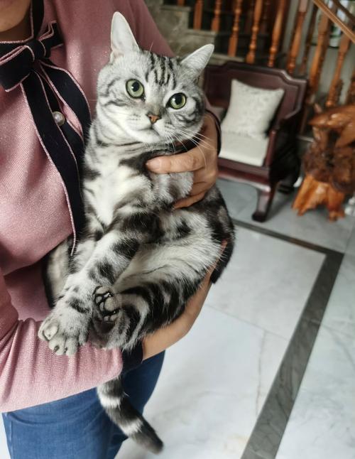 宠物主人错误强行抱起害怕噪音的猫咪