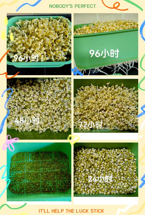 芽菜储存铺厨房纸巾于保鲜盒的步骤图