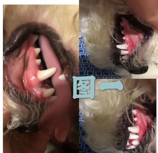 狗狗牙龈颜色正常与心脏病早期对比实拍图