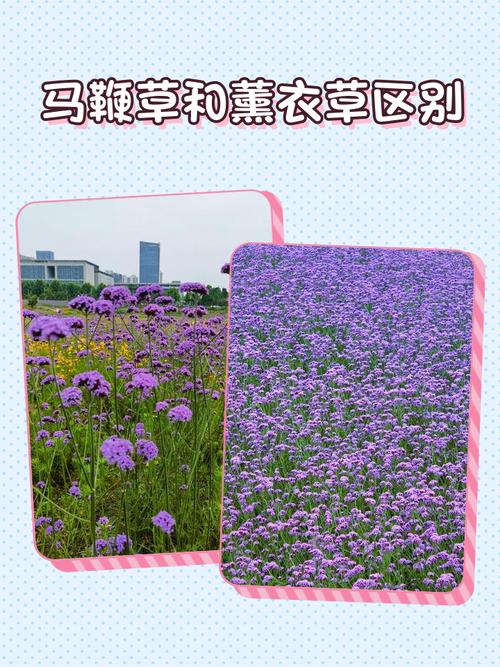 未染色天然薰衣草干花与染色劣质干花对比