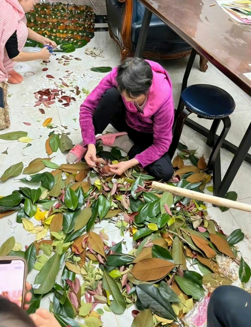 家庭自然教育采集树叶