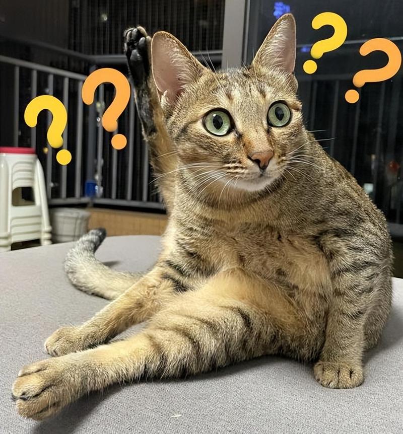 猫咪审视桌上物品的思考表情