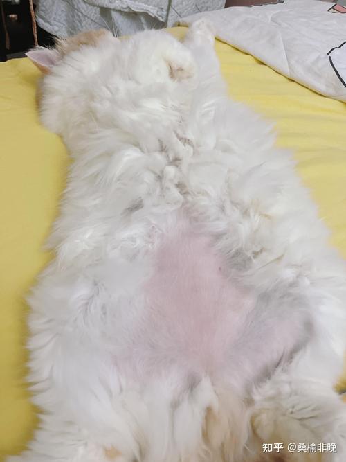 猫咪分离焦虑导致过度舔毛腹部脱毛实拍