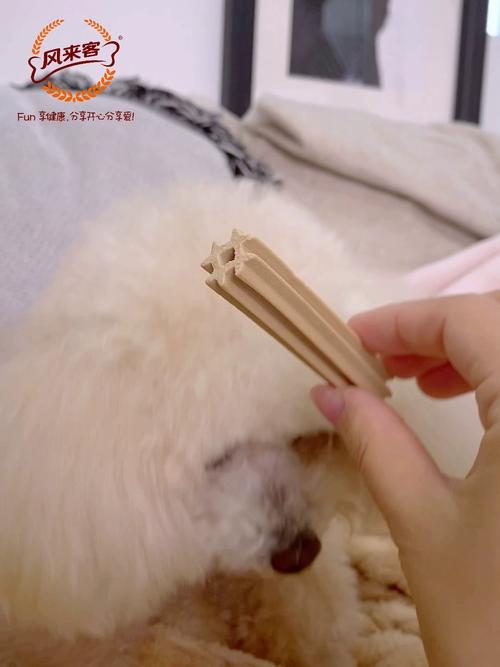四个月换牙期柯基咬坏的真皮沙发