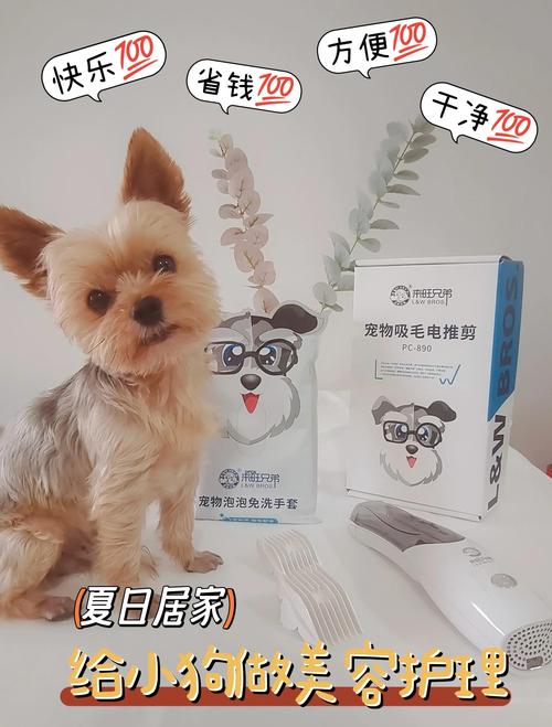 自己在家做宠物美容，真的能省钱吗？