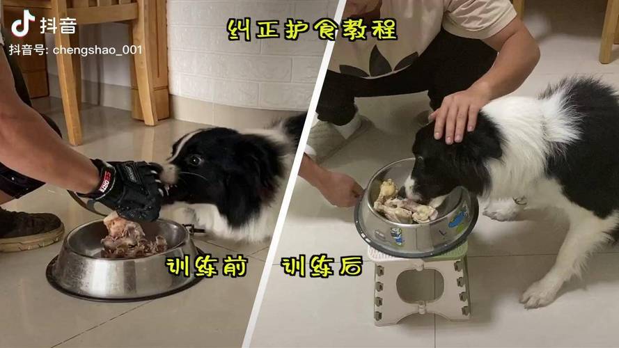 护食训练分阶段进度对照表