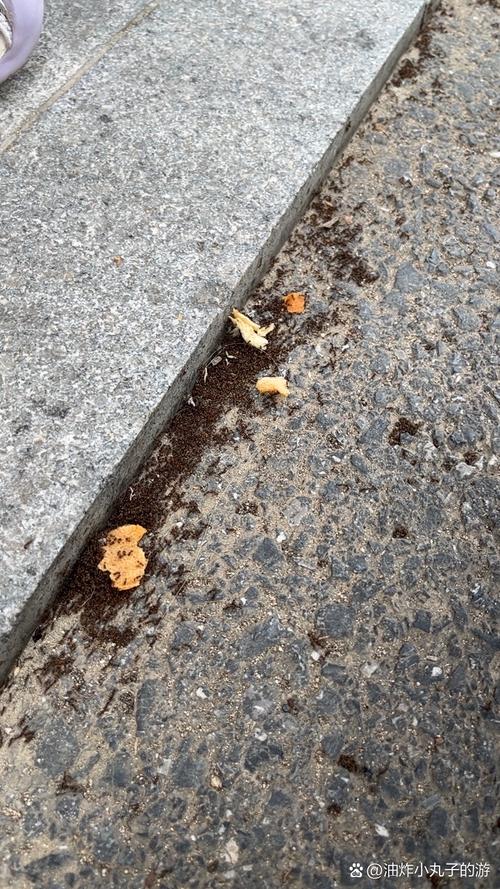 3岁小孩蹲在小区水坑边看蚂蚁搬面包屑