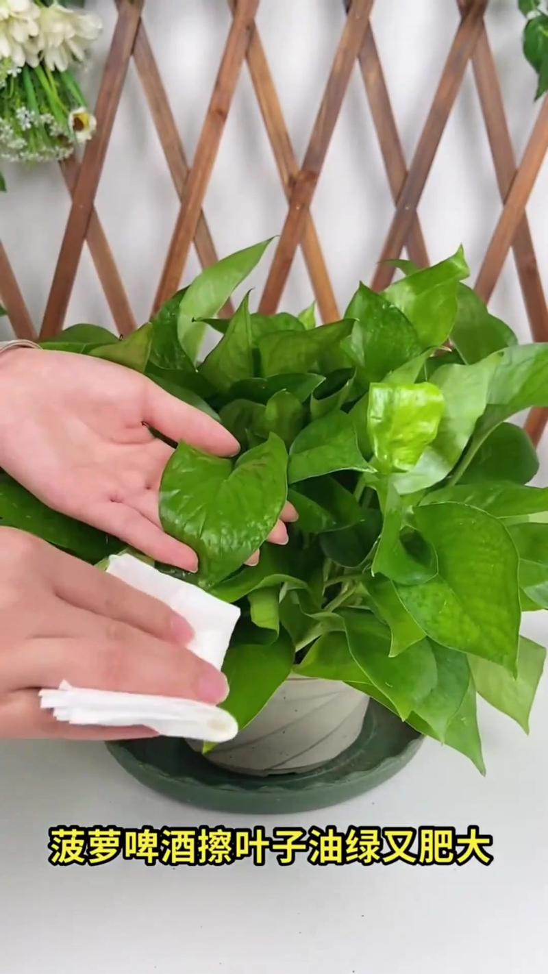 简约客厅里随手擦拭绿植叶子的手部特写