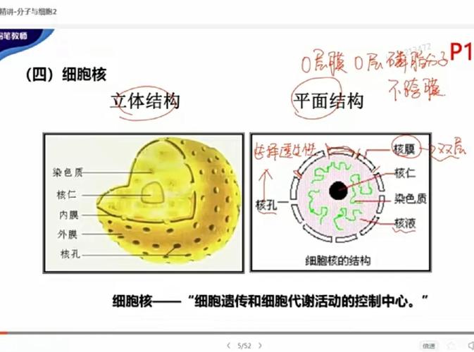 细胞质与细胞核的育儿边界示意图