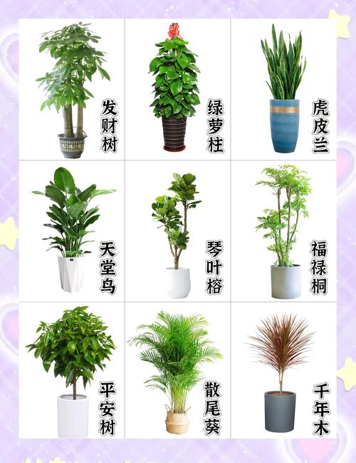 普通家庭选绿植，记住这几个方向就够