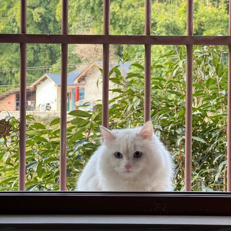 小学教室靠窗位置窗外的流浪奶猫