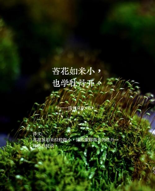 在苔藓面前,时间慢了十倍