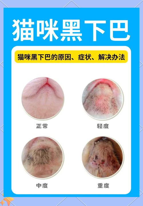 健康猫咪下巴与黑下巴对比图