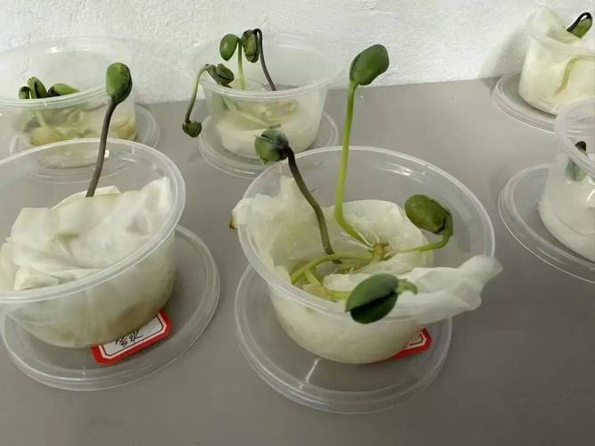 初中生物种子萌发对照实验装置图