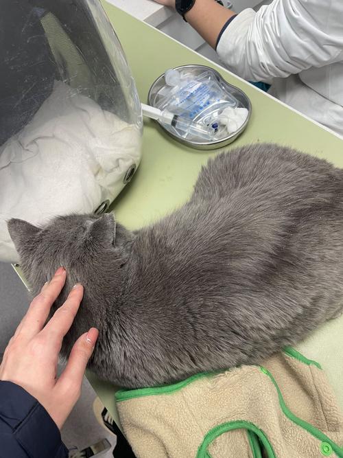 确诊猫藓的蓝猫趴在宠物医院诊疗台的局部特写