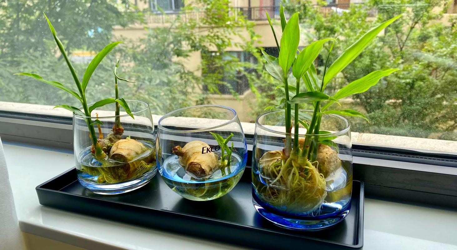 水培植物正确根系浸泡位置示意图