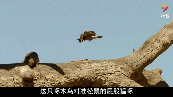 松鼠装模作样假装埋坚果躲避盗贼行为示意图