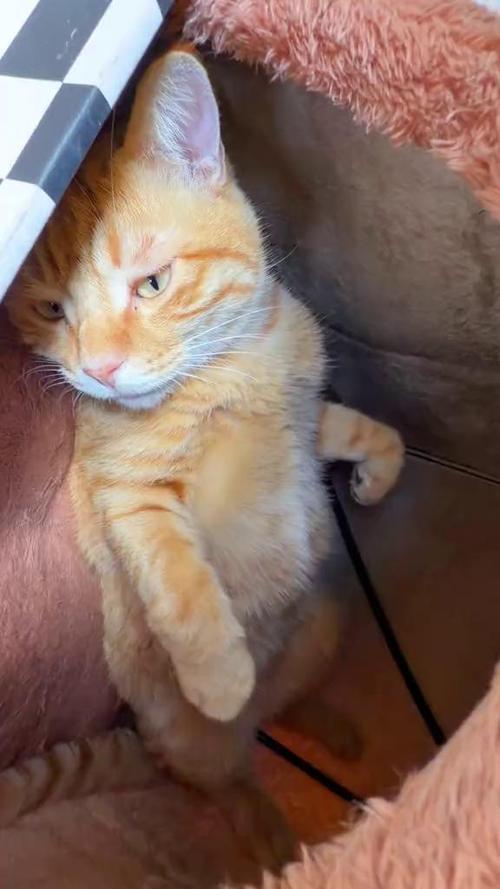 家养橘猫趴在沙发上打哈欠