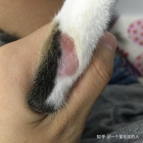 舔秃腿部皮肤的应激猫咪