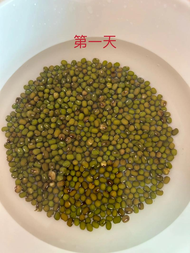 绿豆种子吸水膨胀胚根突破种皮实验图