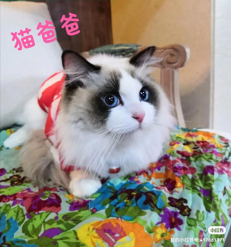 家养布偶猫蹲在陶瓷食盆边犹豫不吃粮