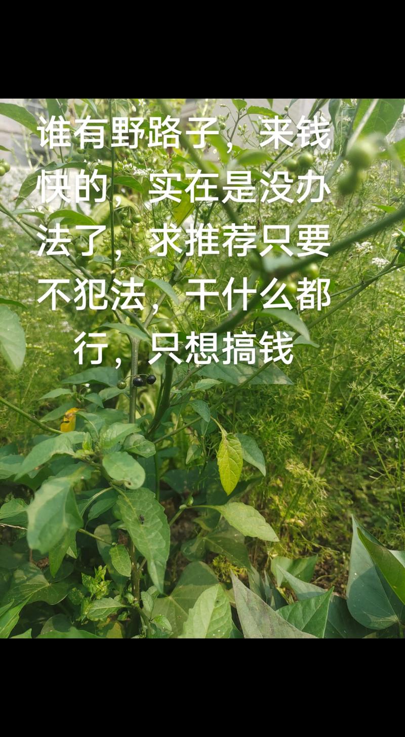 怎么干？说点野路子