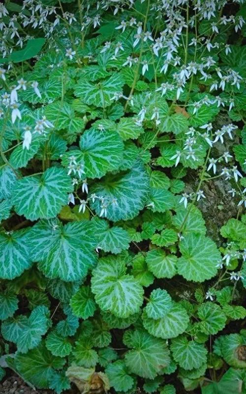 井冈山茨坪雨后青石板路缝隙长虎耳草