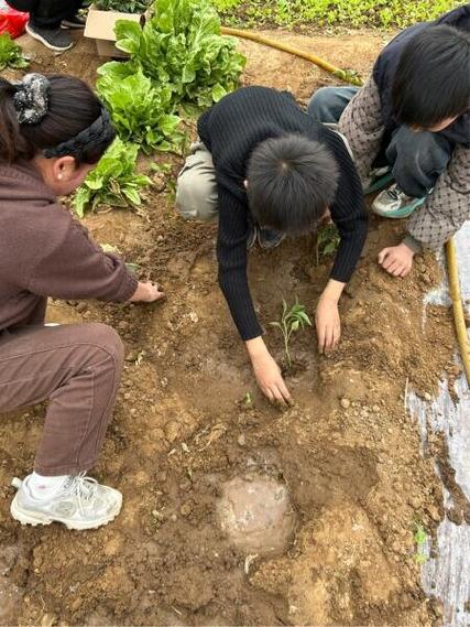 城郊小学教学楼后学生开垦的一平米责任小菜地