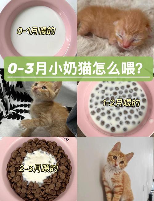 幼猫幼犬和老年期,喂养要开小灶