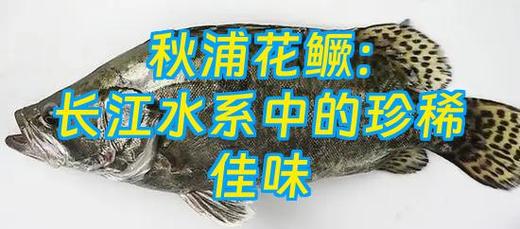 池州秋浦河渔民收网捞起带水草的鲜活秋浦花鳜