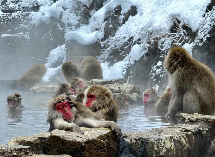 长野地狱谷猴子泡温泉雪景