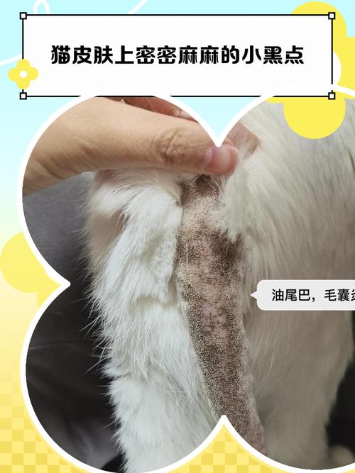 猫尾部皮脂腺分布位置示意图
