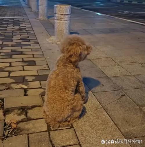 狗狗在家门口蹲坐等待主人回家图