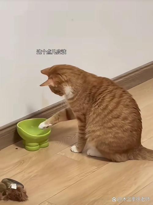 一只橘猫在干粮碗边犹豫，碗旁放着水碗但水几乎没动过