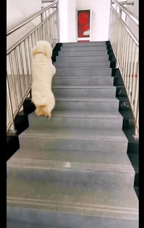 短腿犬日常爬楼梯伤腰椎实拍图